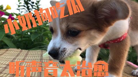 瓜狗可以吃吗,揭秘宠物饮食中的禁忌与安全