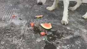 瓜狗可以吃吗,揭秘宠物饮食中的禁忌与安全