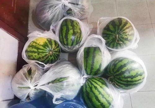 给翠花送瓜吃,翠花喜收瓜果情谊浓