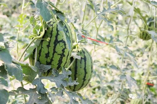 景区吃瓜网红,揭秘网红美食背后的故事