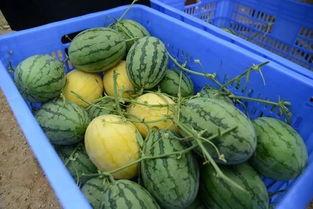 东营吃瓜群,揭秘当地美食文化圈