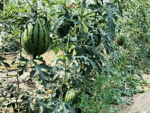 北张村吃瓜群众,揭秘乡村生活百态