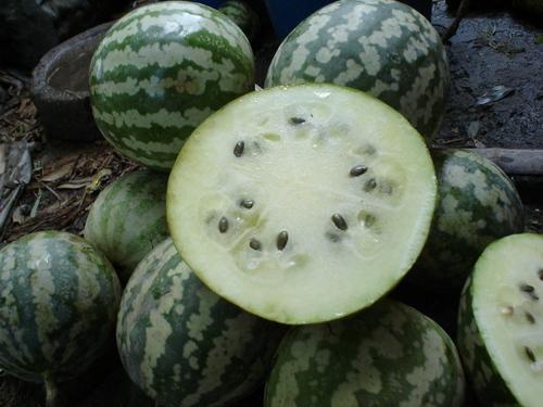 怎么可以吃瓜,轻松掌握吃瓜技巧与乐趣