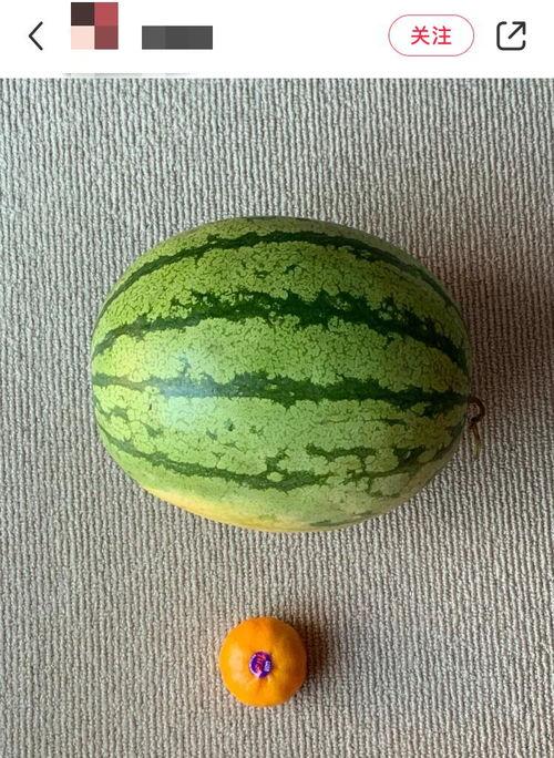 波兰球瑞士吃瓜,一场别开生面的“吃瓜”盛宴