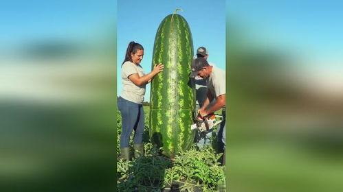 吃瓜吃个大瓜,吃瓜群众吃出的大瓜事件全解析