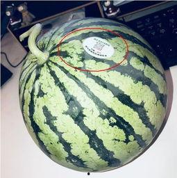 网红吃瓜星,揭秘娱乐圈幕后真相