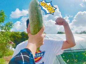 网红吃瓜星,揭秘娱乐圈幕后真相