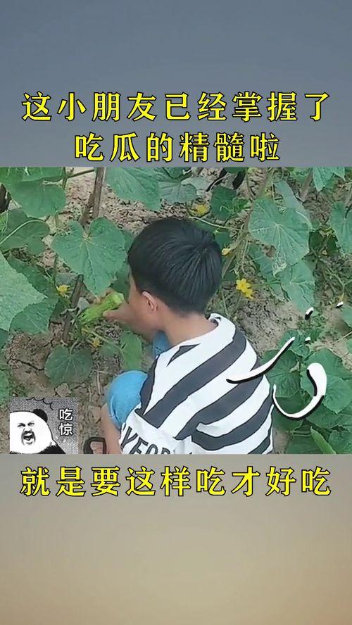 熟练吃瓜,揭秘熟练吃瓜者的独门秘籍