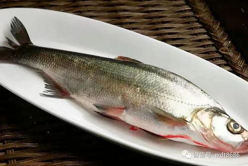 开端鱼吃瓜,鱼吃瓜背后的生态奥秘