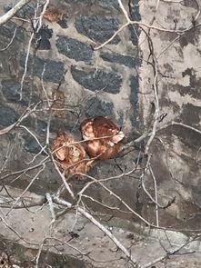 平潭爬树吃瓜,爬树吃瓜的生态趣事