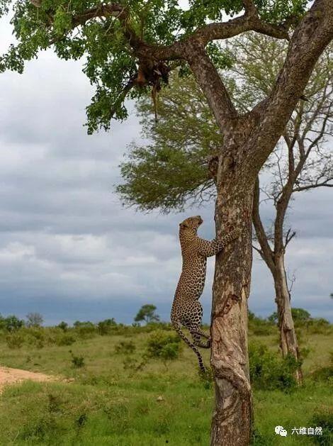平潭爬树吃瓜,爬树吃瓜的生态趣事