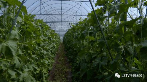 西昌吃瓜哪里看,揭秘最佳观瓜胜地