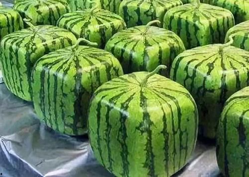 吃瓜 来历,揭秘网络热词背后的文化现象