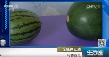 瓜瓜吃籽不吐瓜,瓜瓜吃籽不吐瓜的奇妙体验