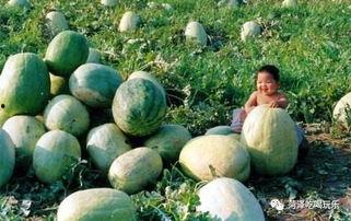 菏泽近期吃瓜事件,揭秘近期网络热议事件背后的真相