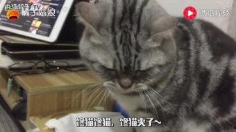 猫可以吃贝贝瓜嘛,贝贝瓜是否适合猫咪食用？