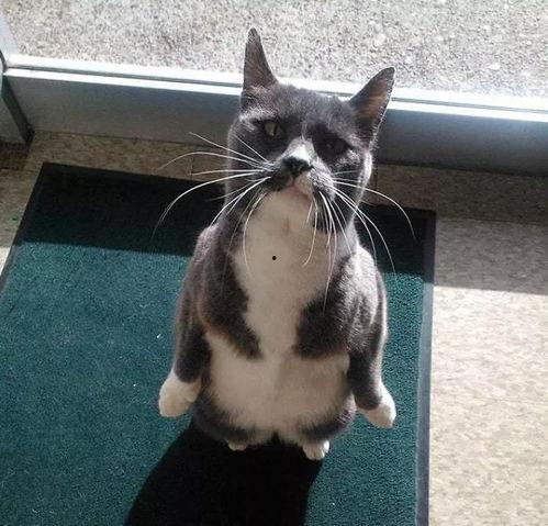 猫可以吃贝贝瓜嘛,贝贝瓜是否适合猫咪食用？