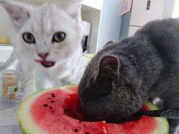 猫可以吃贝贝瓜嘛,贝贝瓜是否适合猫咪食用？