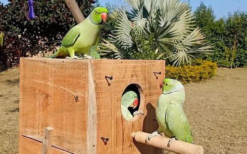 鸟吃的瓜品种,探寻鸟类食谱中的瓜类宝藏