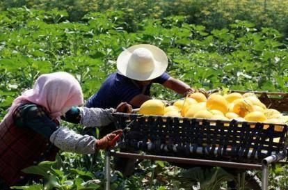 京喜吃瓜节,全民狂欢，瓜果飘香，优惠享不停！
