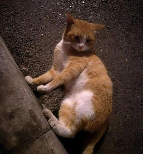 谁能拒绝吃瓜猫,揭秘猫界神秘现象