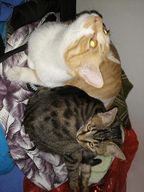 谁能拒绝吃瓜猫,揭秘猫界神秘现象