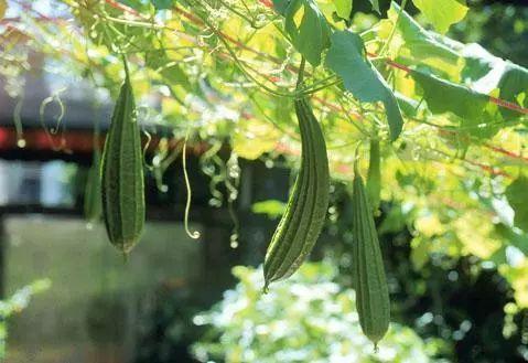 润玥爬树吃瓜,爬树摘瓜，童年的快乐时光