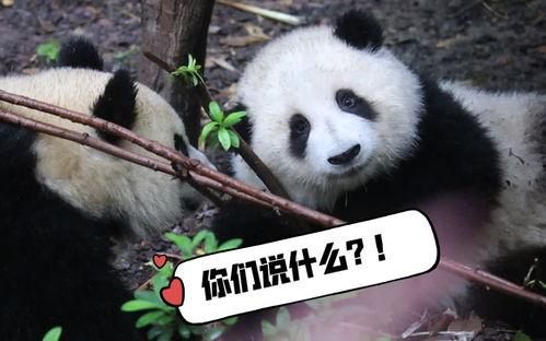 润玥爬树吃瓜,爬树摘瓜，童年的快乐时光