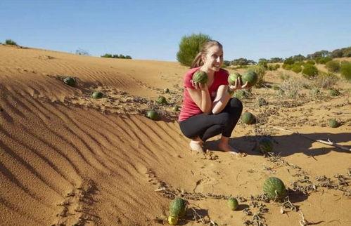 大漠瓜客免费吃瓜在线,免费吃瓜的奇幻之旅