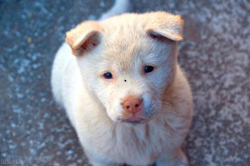 小狗吃土瓜好吗