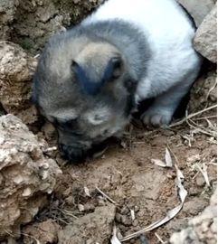 小狗吃土瓜好吗