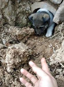 小狗吃土瓜好吗