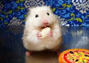 仓鼠可以吃板栗瓜吗,仓鼠的美食新选择？