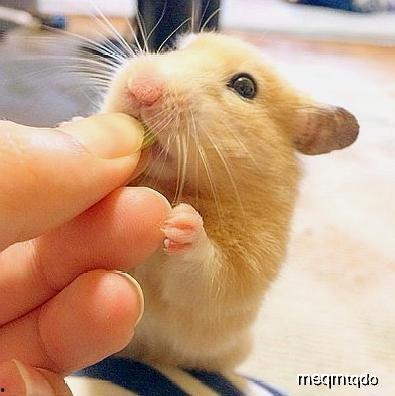 仓鼠可以吃板栗瓜吗,仓鼠的美食新选择？