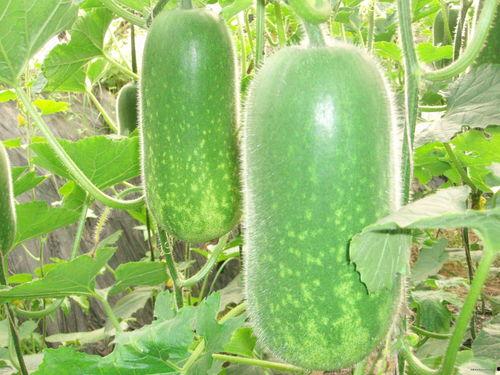 顺逆吃瓜后续,揭秘娱乐圈背后的真相与反转