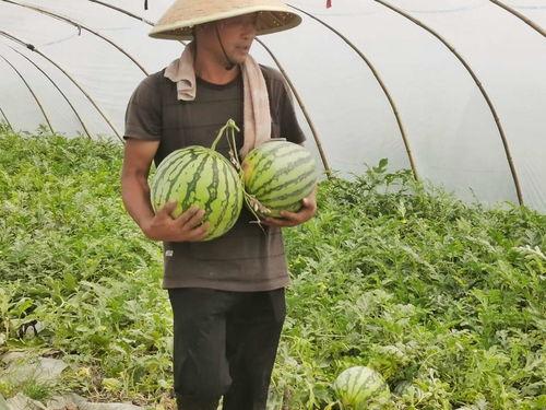 520信阳息县吃瓜,一场别开生面的“吃瓜”盛宴