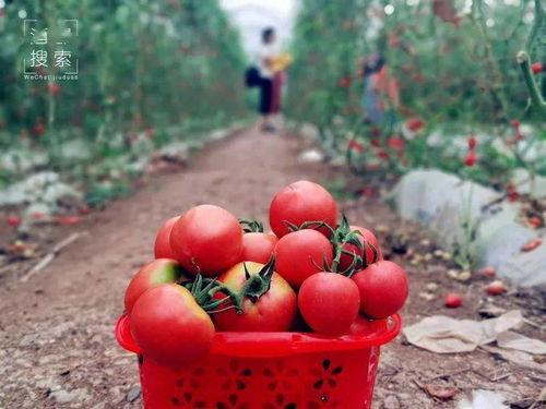 高县吃瓜,瓜果飘香，品味生活新滋味