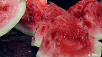 宝鸡峡吃瓜,一场别开生面的吃瓜狂欢