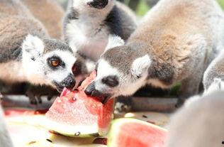 吃瓜的动物合集,揭秘各种动物独特的“吃瓜”习性