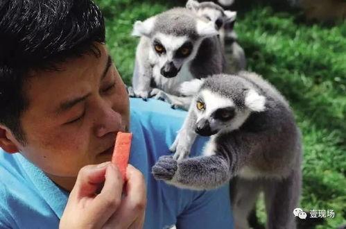 吃瓜的动物合集,揭秘各种动物独特的“吃瓜”习性