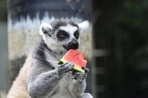 吃瓜的动物合集,揭秘各种动物独特的“吃瓜”习性