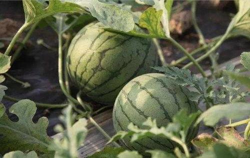 吃瓜8号,一场网络热点的狂欢与反思