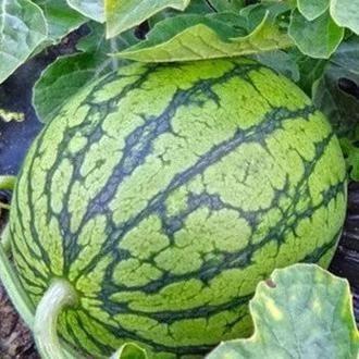 吃瓜8号,一场网络热点的狂欢与反思