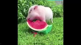 小瓜吃猪,一场奇妙的味蕾冒险