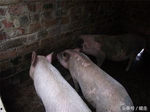 小瓜吃猪,一场奇妙的味蕾冒险