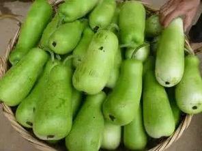 胀气可以吃葫芦瓜,缓解胀气，轻松享受健康生活