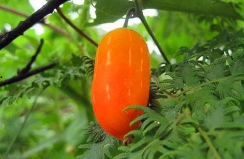 野瓜瓢怎么吃,探索自然美味的新境界