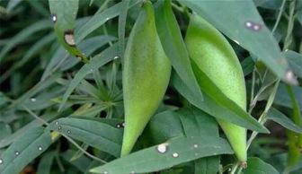 野瓜瓢怎么吃,探索自然美味的新境界