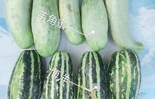 惠州网红吃瓜,揭秘当地美食文化新潮流