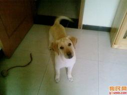 歪着脑袋吃瓜,揭秘网络热点的趣味与真相